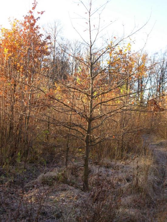Старий Мерчик з panoramio.com - Старий Мерчик