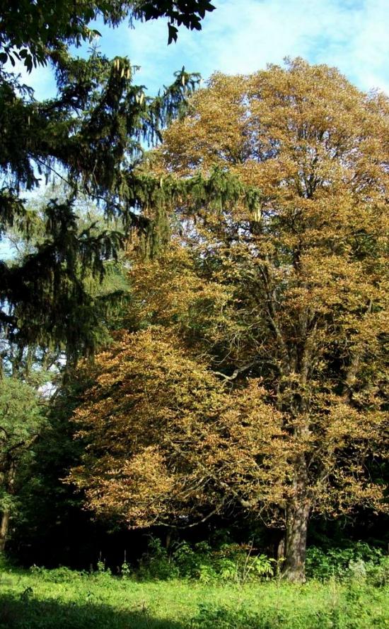 Думени з panoramio.com - Думены