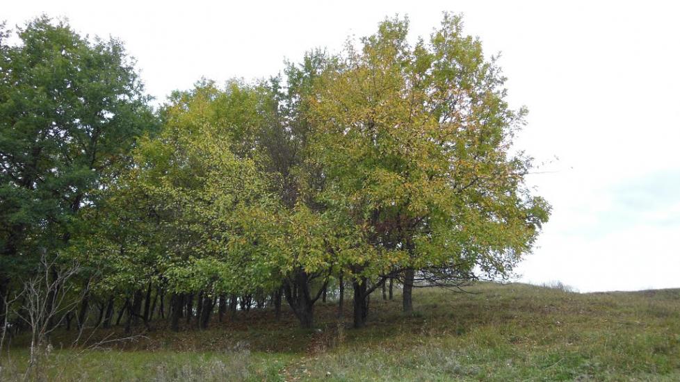 Шестакове з panoramio.com - Шестаково