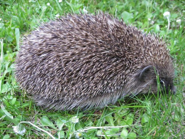 Скоморохи з panoramio.com - Скоморохи