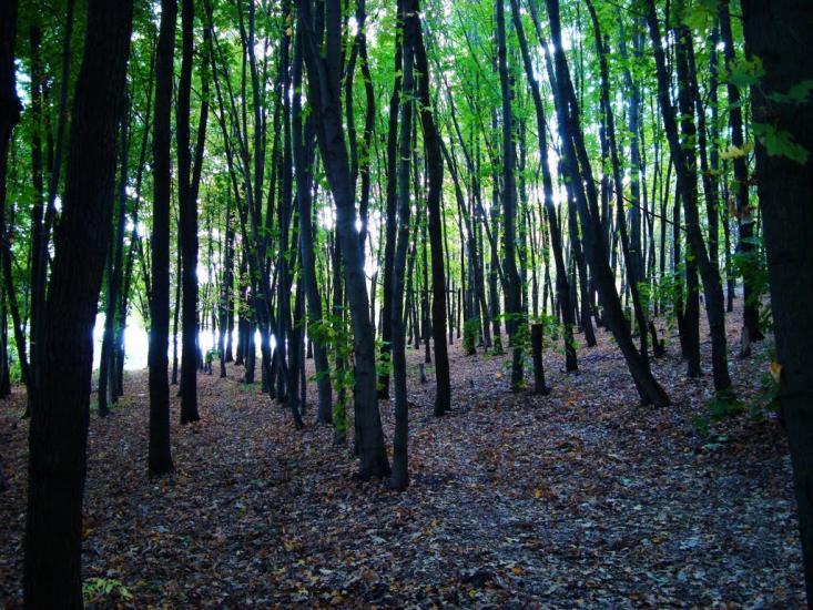 Рідний Край з panoramio.com - Рідний Край