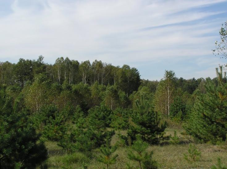 Струмок з panoramio.com - Струмок