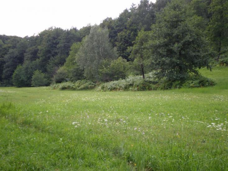 Осій з panoramio.com - Осій