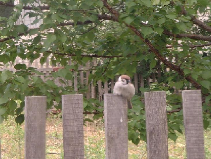 Сонячне з panoramio.com - Солнечное