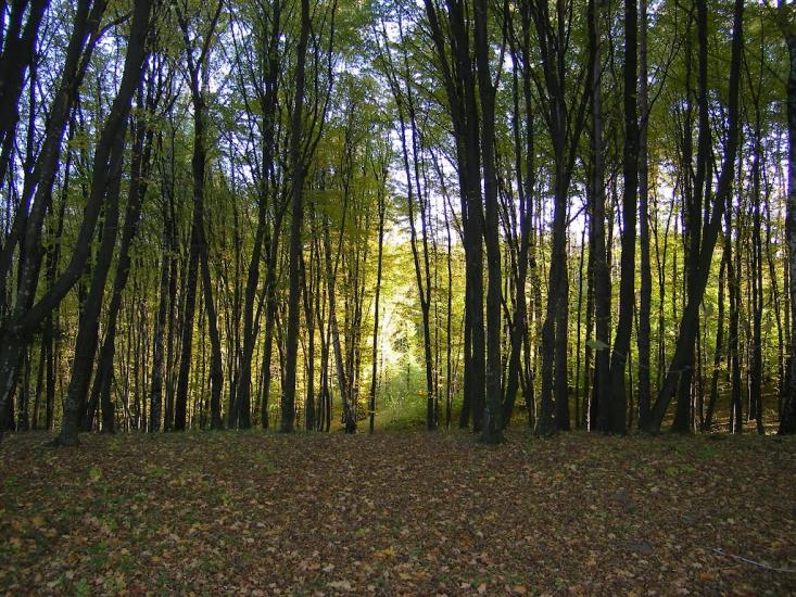 Піщатинці з panoramio.com - Пищатинцы