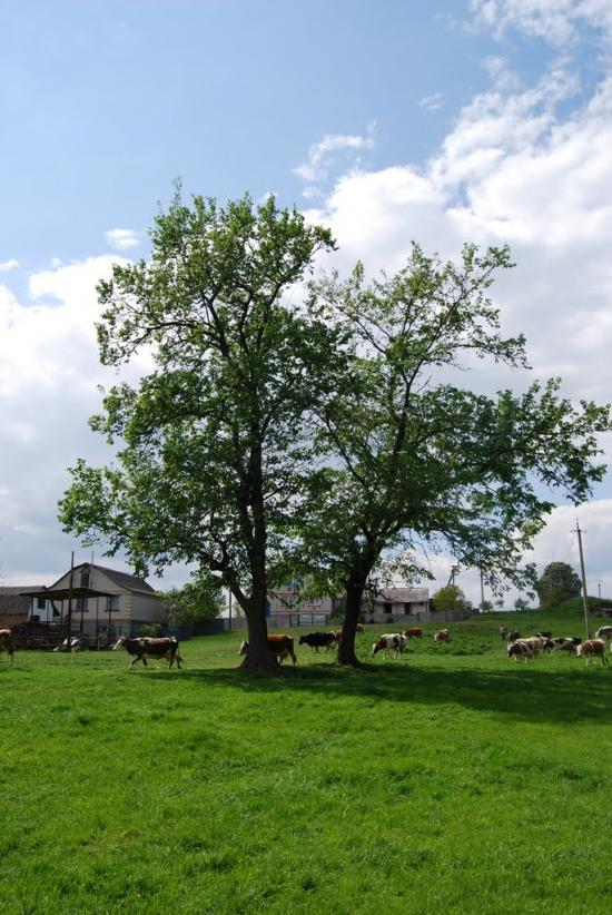 Ждани з panoramio.com - Ждани