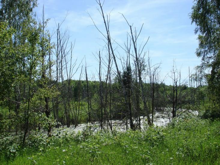 Хрипськ з panoramio.com - Khrypsk