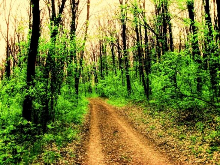 Високий з panoramio.com - Высокий