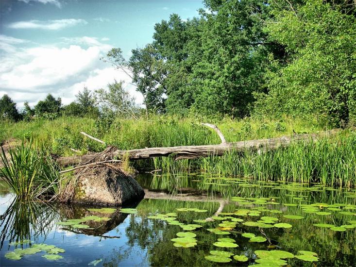 Струмок з panoramio.com - Струмок