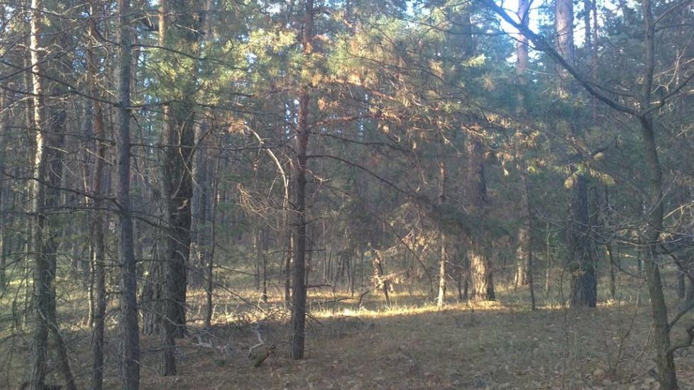 Коропове з panoramio.com - Коропово