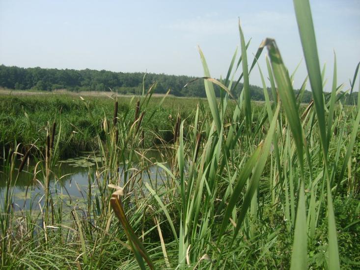Березань з panoramio.com - Berezan