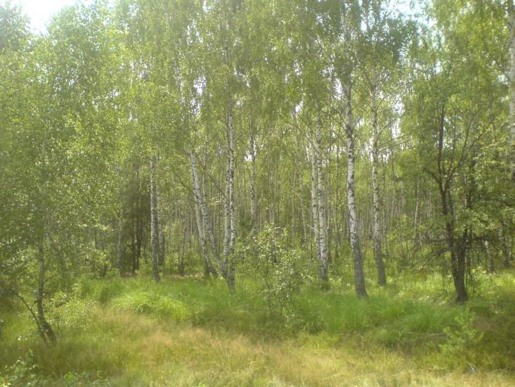 Зибин з panoramio.com - Зибин