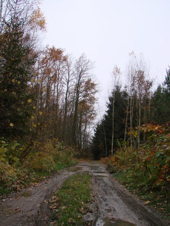 Вільха з panoramio.com - Ольха