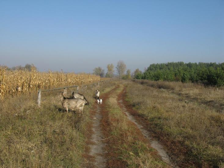 Бірки з panoramio.com - Бирки