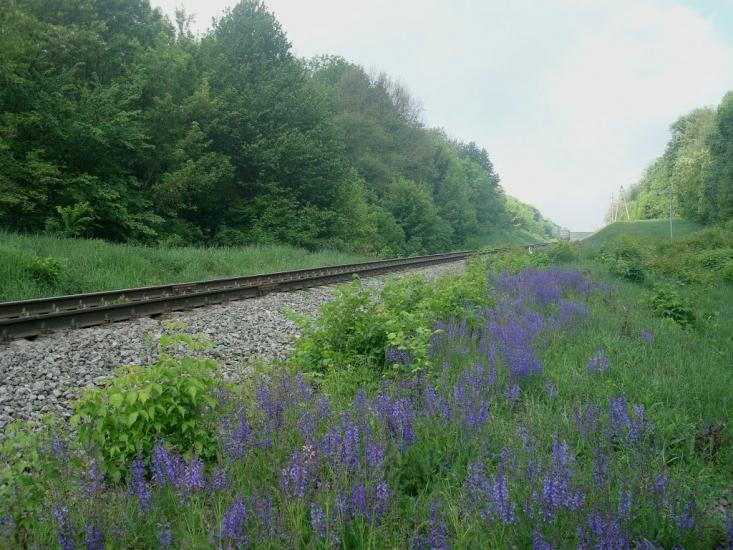 Нестерівці з panoramio.com - Нестерівці