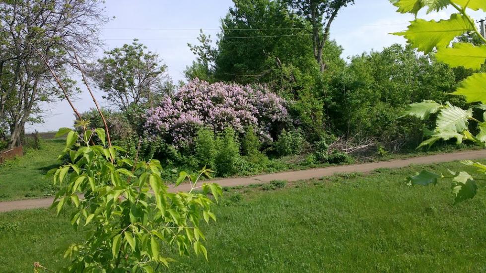 Братолюбівка з panoramio.com - Братолюбівка