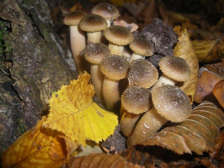 Борщівка з panoramio.com - Борщівка