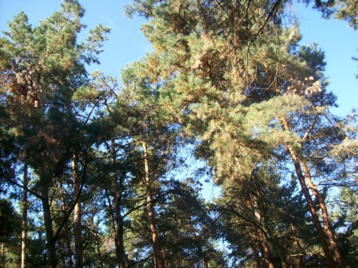 Флорине з panoramio.com - Флорине