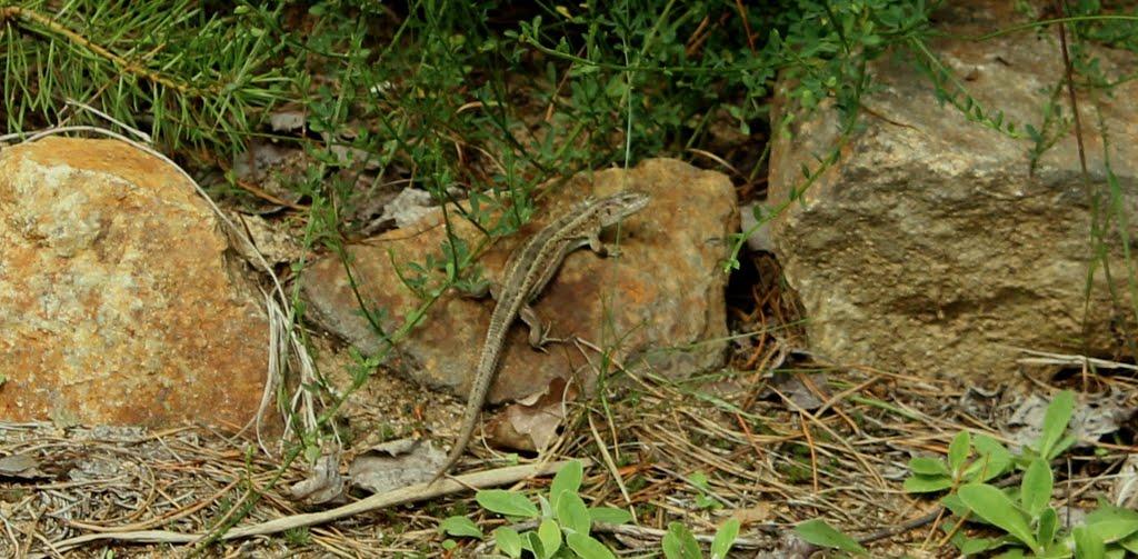 Іванів з panoramio.com - Иванов