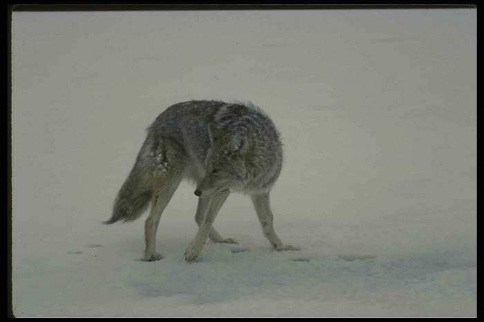 природа Біловарців - Беловарцы