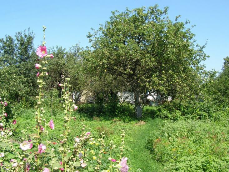 Пінчуки з panoramio.com - Пинчуки