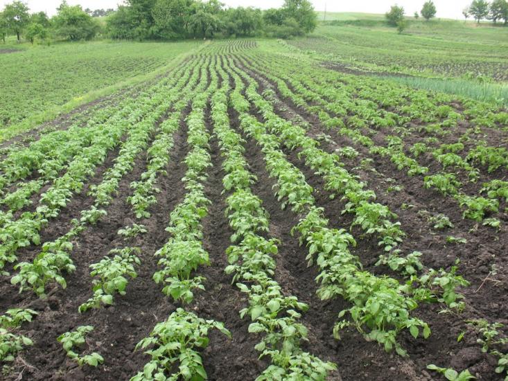 Подусів з panoramio.com - Подусів