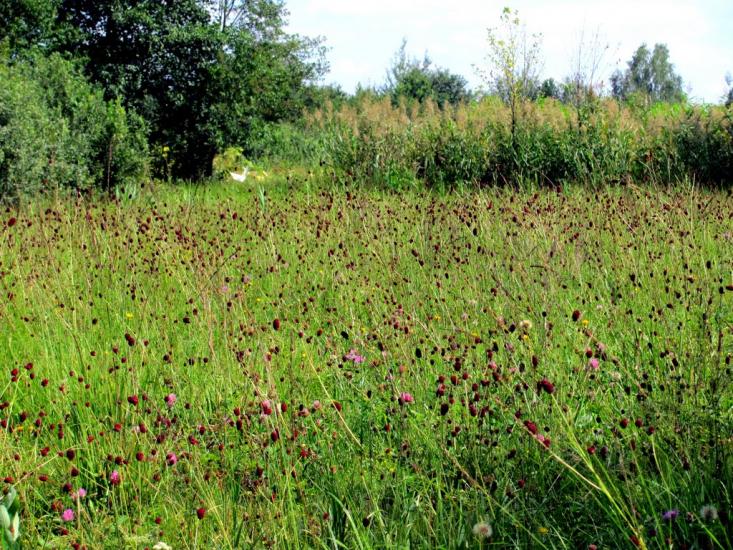 Луко з panoramio.com - Луко
