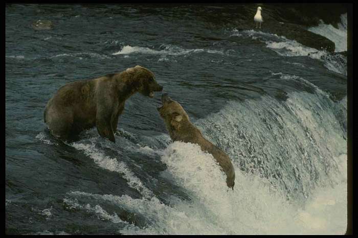 природа Біловарців - Біловарці