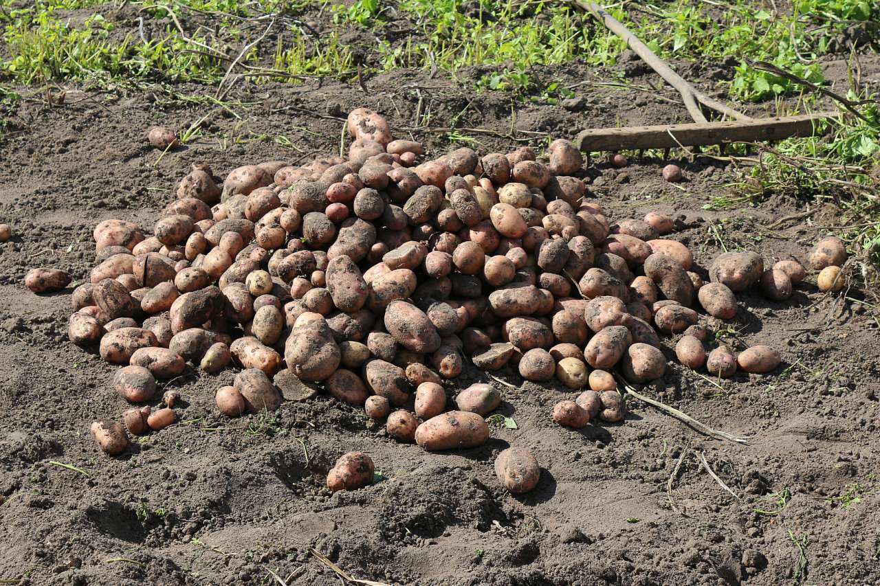 с. Гутище и его обитатели - Гутище