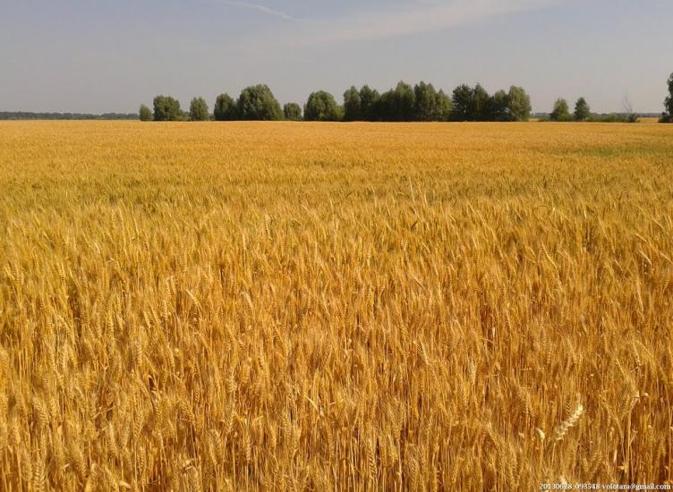 Переяслівка з panoramio.com - Переяслівка