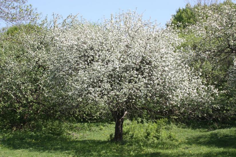 Пашківці з panoramio.com - Пашковцы
