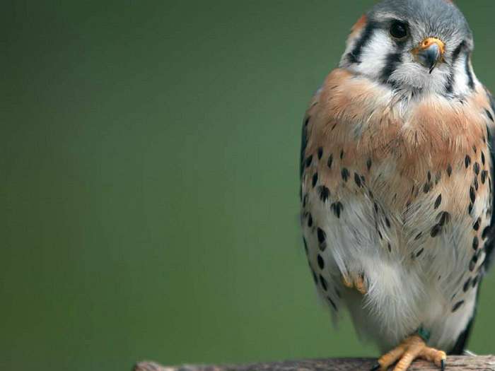 природа Біловарців - Біловарці