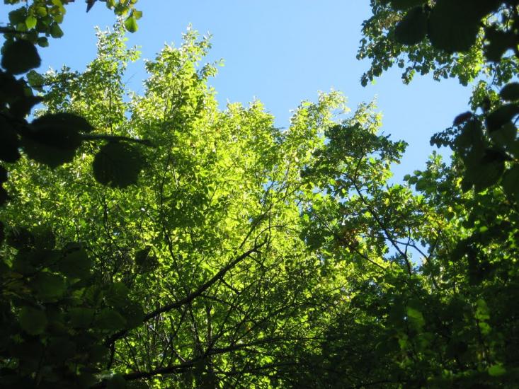 Шершенці з panoramio.com - Shershentsi