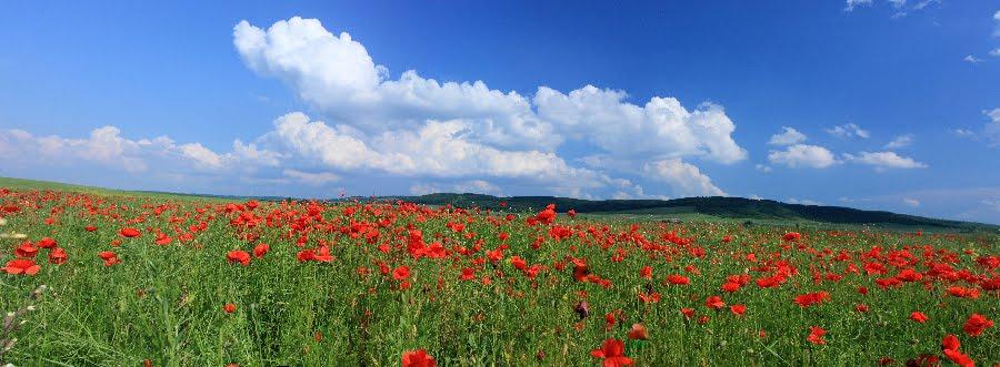 Підлисся з panoramio.com - Подлесье