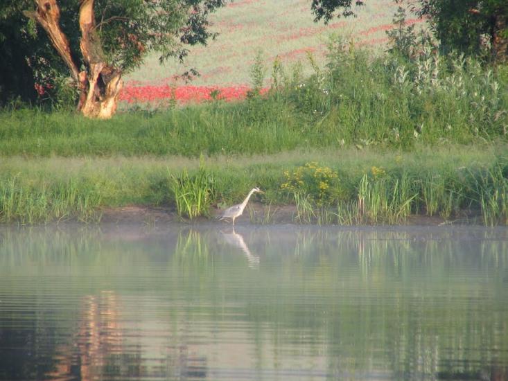 Осички з panoramio.com - Осички