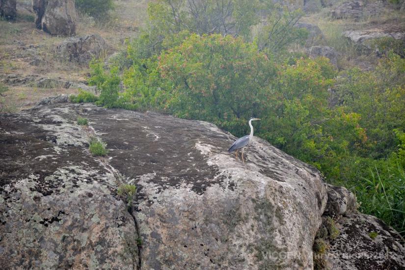 Розанівка з panoramio.com - Rozanivka