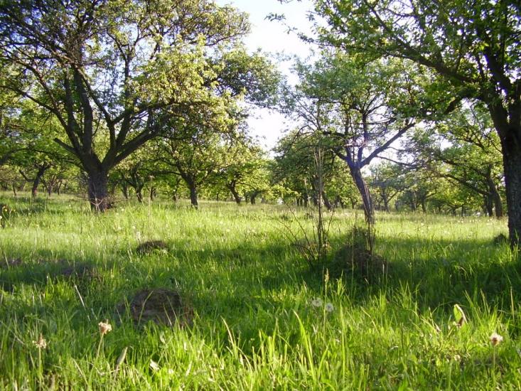 Коржівці з panoramio.com - Коржевцы