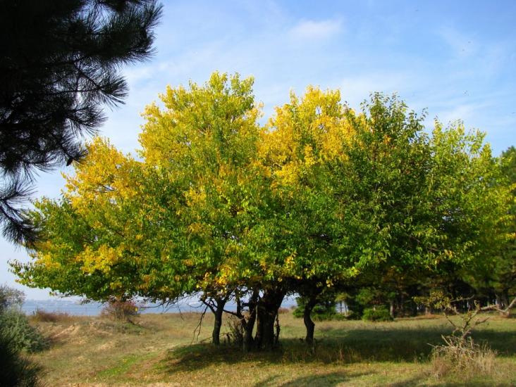 Малокаховка з panoramio.com - Малокаховка