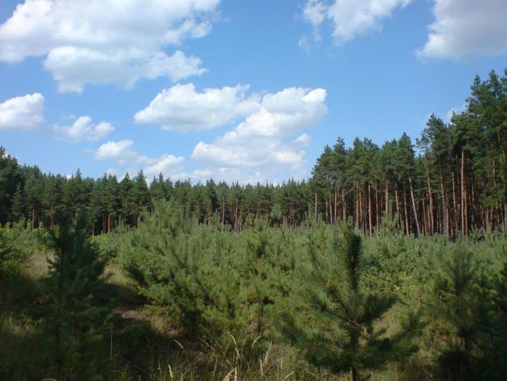 Борова з panoramio.com - Борова