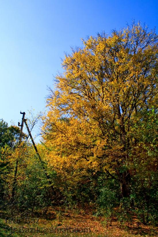 Піонерське з panoramio.com - Пионерское
