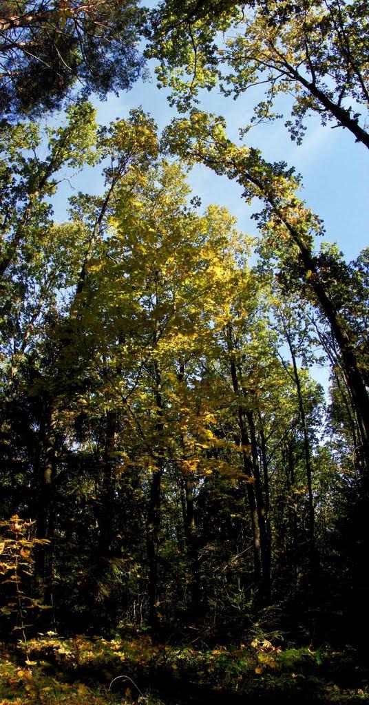 Миропіль з panoramio.com - Мирополь