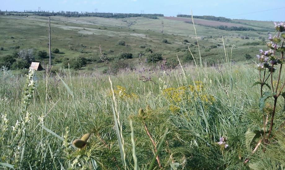 Рози Люксенбург з panoramio.com - Новое Шахово