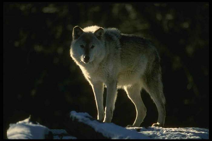 природа Біловарців - Беловарцы