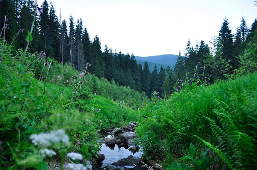 Мислівка з panoramio.com - Мислівка