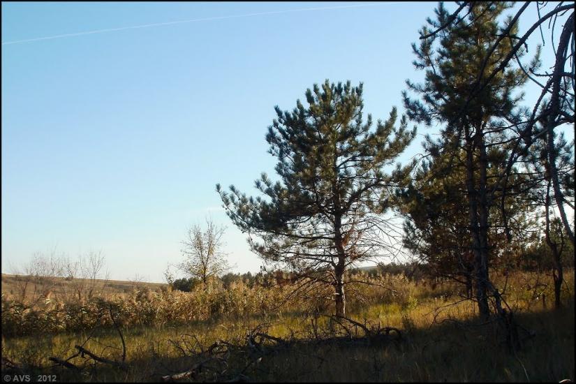 Миколаївка Друга з panoramio.com - Миколаївка Друга