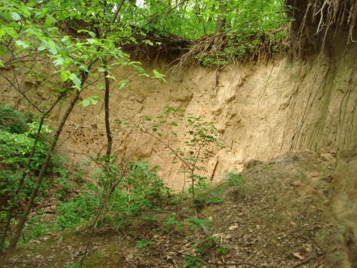 Мліїв з panoramio.com - Млиев