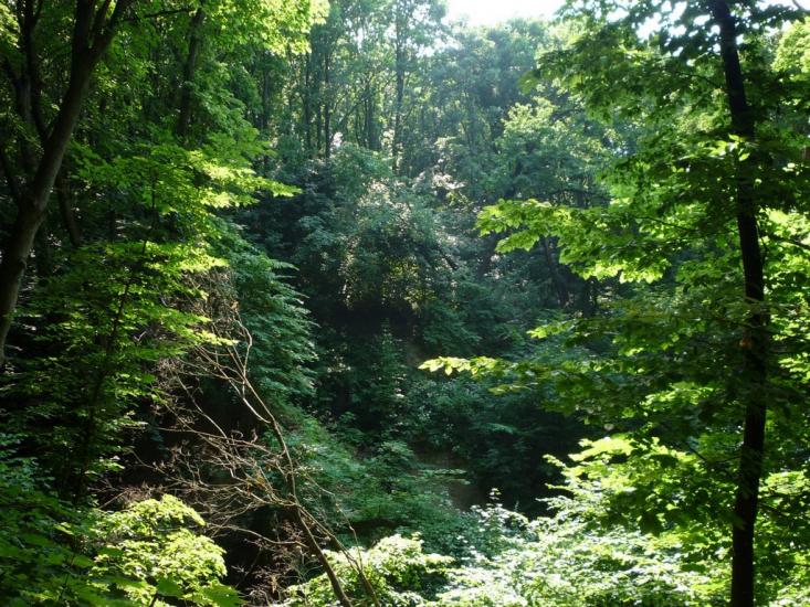 Несвоя з panoramio.com - Nesvoya