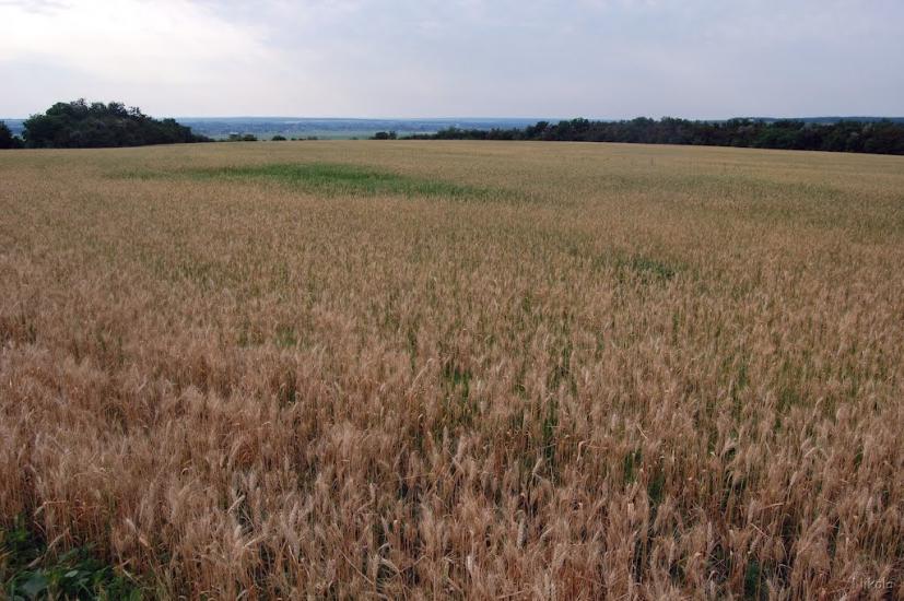 Булгаківка з panoramio.com - Булгаківка