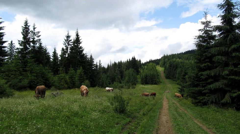 Завийка з panoramio.com - Завийка