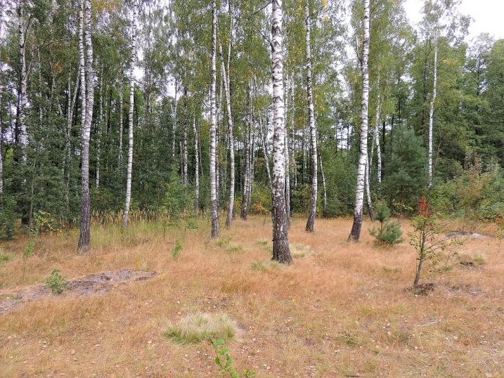 Деревини з panoramio.com - Деревини